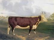 unknow artist Cow 145 oil painting picture wholesale